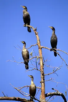 Double-crested Cormarant