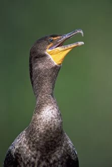 Auritus Gallery: Double-crested Cormorant