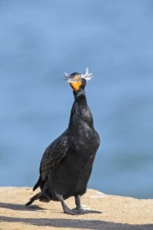 Images Dated 4th February 2014: Double-crested Cormorant