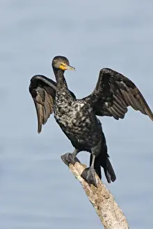 Double Crested Prints: Double-crested Cormorant