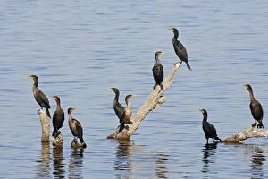 Images Dated 11th January 2007: Double-crested Cormorant