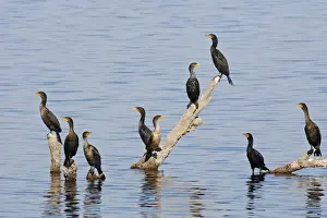 Double Crested Prints: Double-crested Cormorant