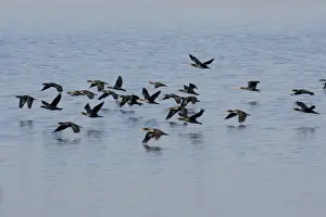 Double Crested Prints: Double-crested Cormorant