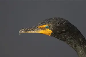 Everglades Prints: Double Crested Cormorant - close up Everglades National Park, Florida, USA BI000068