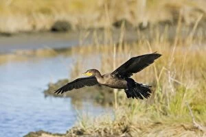 Images Dated 7th October 2008: Double-crested Cormorant - in flight