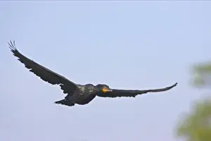 Everglades Prints: Double Crested Cormorant - In flight Everglades National Park, Florida, USA BI000064