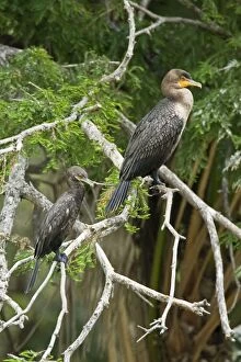 Double-crested Cormorant and Neotropic Cormorant (Phalacrocorax brasilianus)