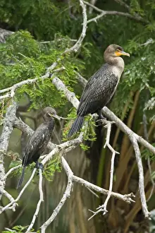 Double-crested Cormorant and Neotropic Cormorant South Texas