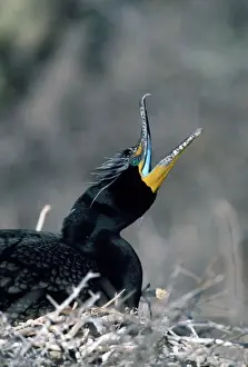 Cormorants Prints: Double-crested Cormorant - North America