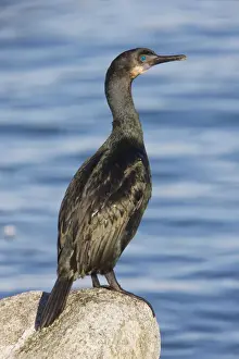 Double Crested Prints: Double-crested Cormorant - perched by the sea - California - United States