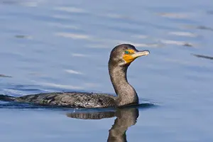 Double-crested Cormorant, Phalacrocorax auritus. October in Cape Cod MA