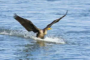 Double Crested Prints: Double-crested Cormorant, Phalacrocorax auritus in flight. October in New Jersey