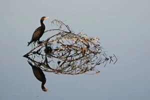 Double Crested Cormorant - and reflection - Ding Darling