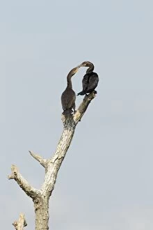 Images Dated 12th April 2012: Double-crested Cormorant - squabbling over perch