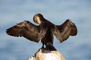 Cormorant Collection: Double-crested Cormorant - West Coast nonbreeeding adult with wings spread open - Range: coasts
