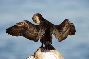 Feather Collection: Double-crested Cormorant - West Coast nonbreeeding adult with wings spread open - Range: coasts