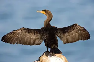 Double-crested Cormorant - West Coast nonbreeeding adult with wings spread open - Range: coasts, inland lakes, rivers of North America