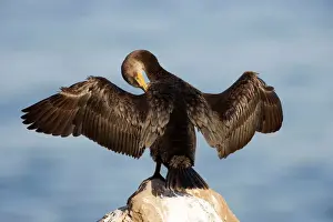 Cormorants Prints: Double-crested Cormorant - West Coast nonbreeeding adult with wings spread open - Range: coasts