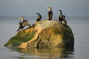 Animalia Gallery: Double-crested cormorants, Phalacrocorax