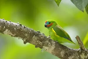 Double-eyed Fig-Parrot - adult male sitting on the branch of a fig tree in queenslands tropical rainforest