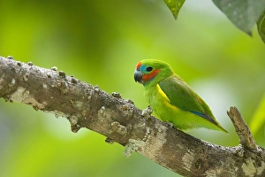 Images Dated 13th September 2008: Double-eyed Fig-Parrot - adult male sitting on the branch of a fig tree in queensland's tropical