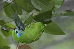 Double-eyed Fig-Parrot - Female
