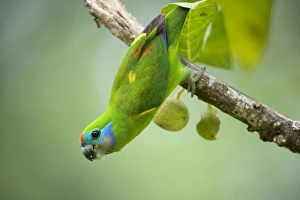 Images Dated 13th September 2008: Double-eyed Fig-Parrot - female adult hangs up side down on a branch