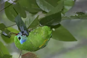 Double-eyed Fig-Parrot Female Australia