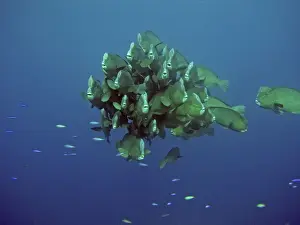 Double-headed / Giant Bump headed / Giant Parrotfish - The largest of their species in the world. Raine Island, Great Barrier Reef. Australia
