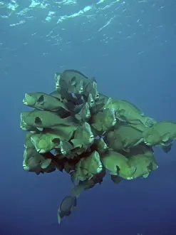 Double-headed / Giant Bump headed / Giant Parrotfish - The largest of their species in the world clumping together in a family group. This type of behavour is very rarely seen. Raine Island, Great barrier Reef. Australia