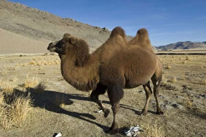 Double humped bactrian camel