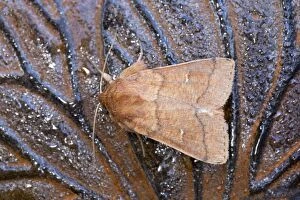 Butterflies And Moths Gallery: Double Line Moth - Summer
