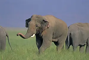 Double masth Asian / Indian Elephant approaching the female, Corbett National Park, India