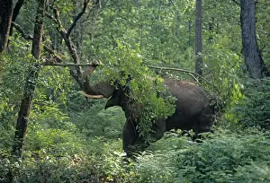 Double masth Asian / Indian Elephant breaking the branch, Corbett National Park, India