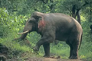 Double - masth Asian / Indian Elephant breaking the termite mound, Corbett National Park, India