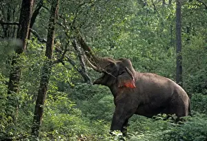 Double masth bull Indian / Asian Elephant breaking the branch, Corbett National Park, India