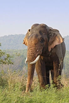 Double-masth Indian Elephant, Corbett National