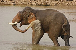 Double-masth Indian Elephant taking bath, Corbett