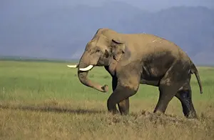 Bulls Prints: Double-masth Male Indian / Asian Elephant - besides passing masth through its temples