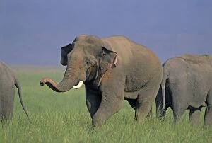 Double musth Asian / Indian Elephant approaching the female