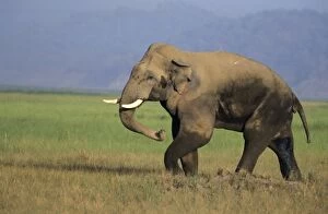 Double-musth Male Indian / Asian Elephant - besides passing musth through its temples