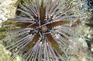 Amed Gallery: Double-spined Urchin - Night Dive, Night dive