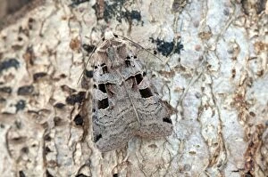 Images Dated 21st June 2010: Double Square-spot Moth - Lincolnshire - England