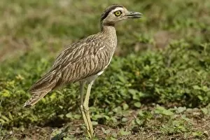 Images Dated 19th April 2004: Double Strippd Thick Knee