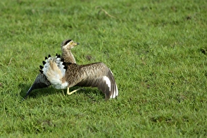 Images Dated 19th April 2004: Double Strippd Thick Knee