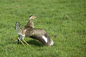 Images Dated 19th April 2004: Double Strippd Thick Knee