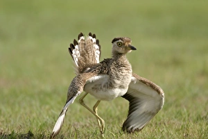 Images Dated 19th April 2004: Double Strippd Thick Knee