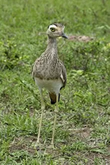 Images Dated 21st April 2004: Double Strippd Thick Knee