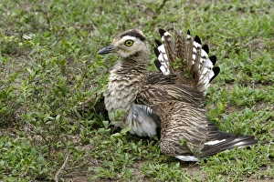 Images Dated 21st April 2004: Double Strippd Thick Knee