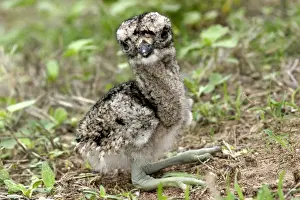 Double Striped Prints: Double Strippd Thick Knee